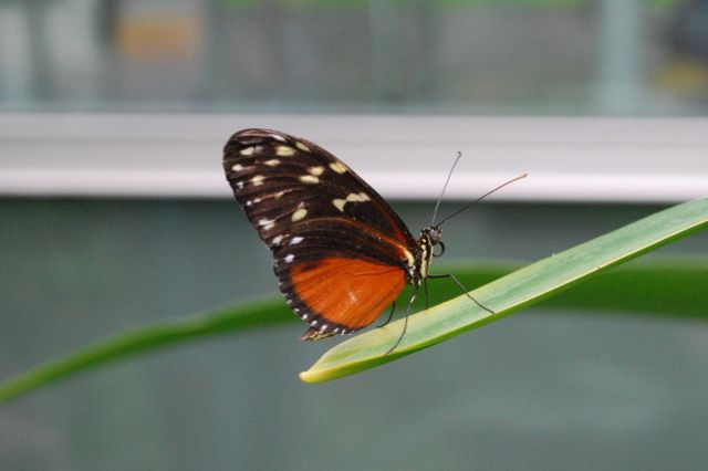 Artis 026.jpg